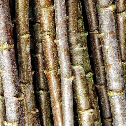 Vente en gros de Boutures de manioc, Manioc frais, feuilles et racines, Coopérative  La ferme de Léo,