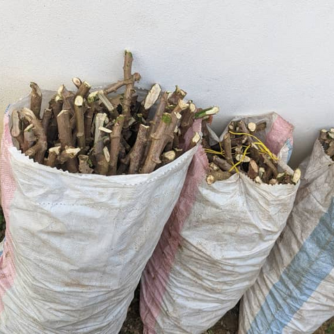 Vente en gros de Boutures de manioc, Manioc frais, feuilles et racines, Coopérative  La ferme de Léo,