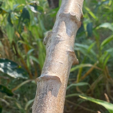 Vente en gros de Boutures de manioc, Manioc frais, feuilles et racines, Coopérative  La ferme de Léo,