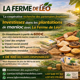Investissez dans des plantations de manioc au Cameroun, Laferme de Léo,